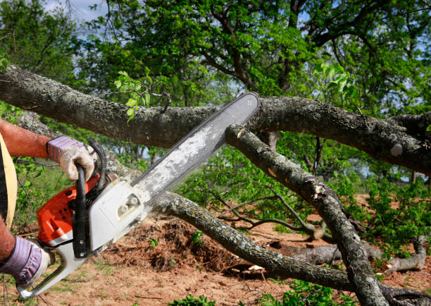 Best Tree Pruning Services  in Erlanger, KY